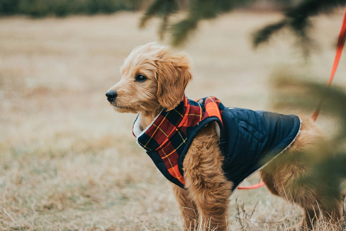 Pet Apparel & Accessories